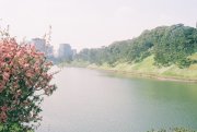 The Imperial Palace: Sakurada Moat