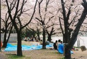 Blossom picnickers on the bank of the Motoyasu-gawa, Hiroshima