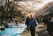 Mike and Cherry blossom picnics, Ueno park, Tokyo